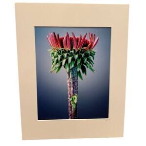 New 8 X 10 Clover Flower Original Photograph Gail Gates Print w 11 X 14 Mat